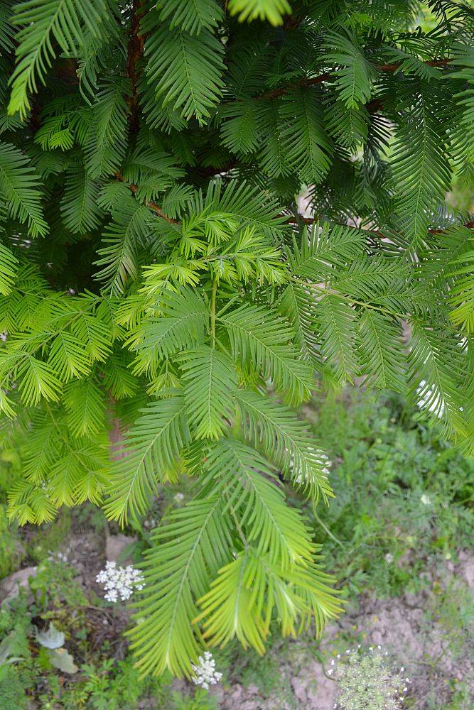 metasequoia-glyptostroboides-dawn-redwood