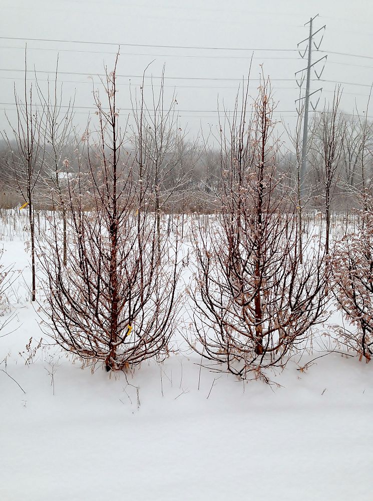 metasequoia-glyptostroboides-dawn-redwood
