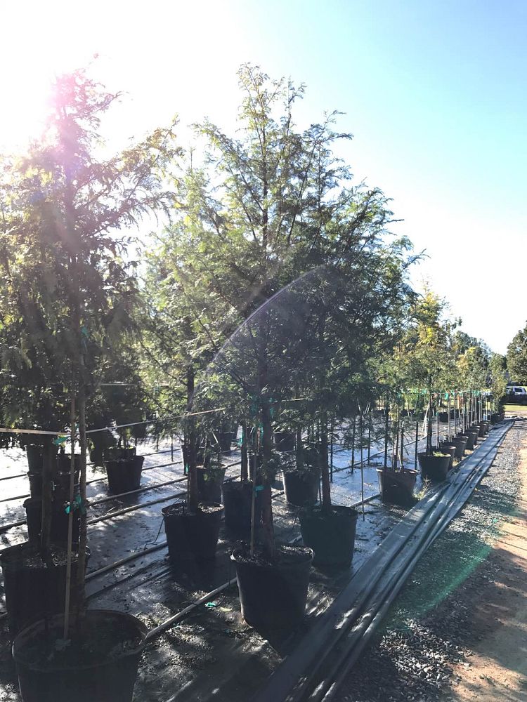 metasequoia-glyptostroboides-dawn-redwood