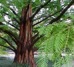 metasequoia-glyptostroboides-dawn-redwood