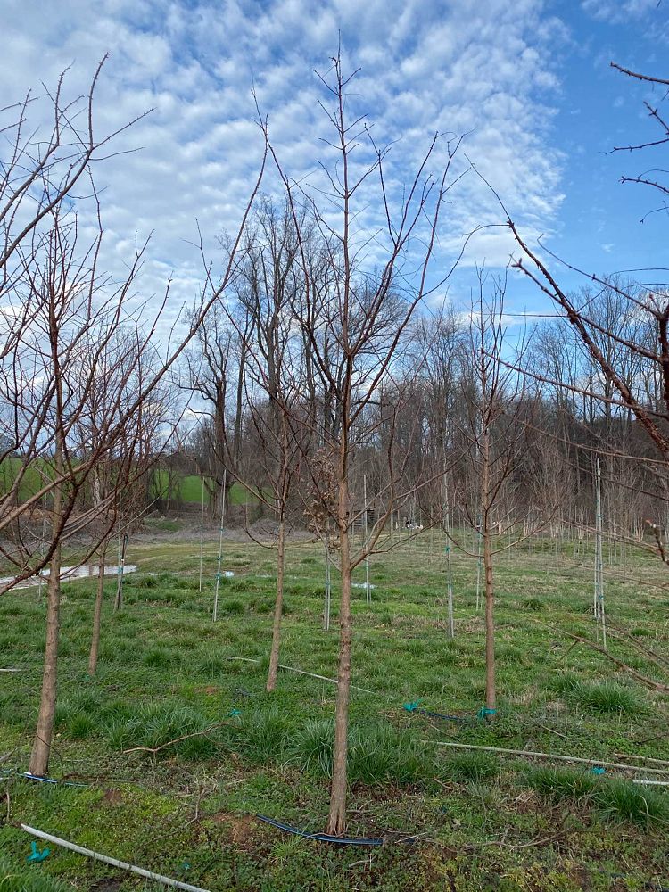 metasequoia-glyptostroboides-dawn-redwood