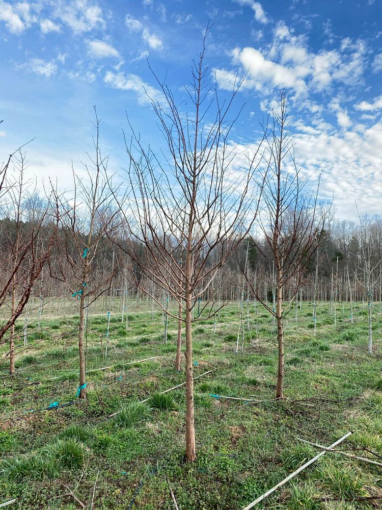 metasequoia-glyptostroboides-dawn-redwood