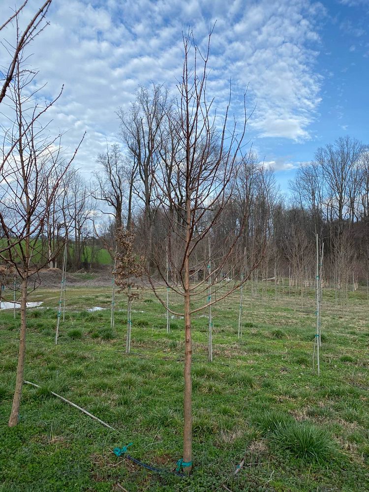 metasequoia-glyptostroboides-dawn-redwood