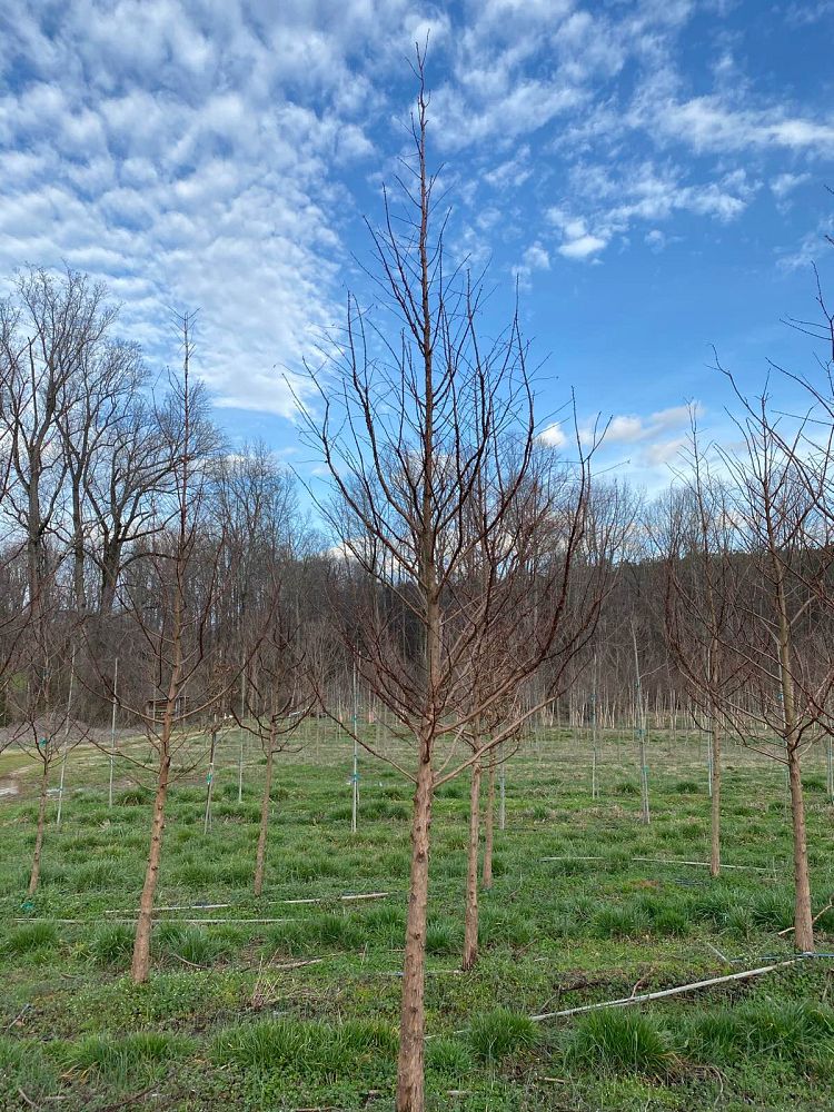 metasequoia-glyptostroboides-dawn-redwood