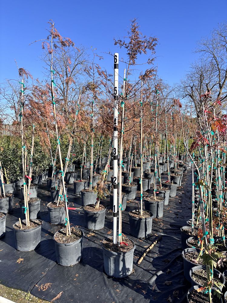 metasequoia-glyptostroboides-dawn-redwood