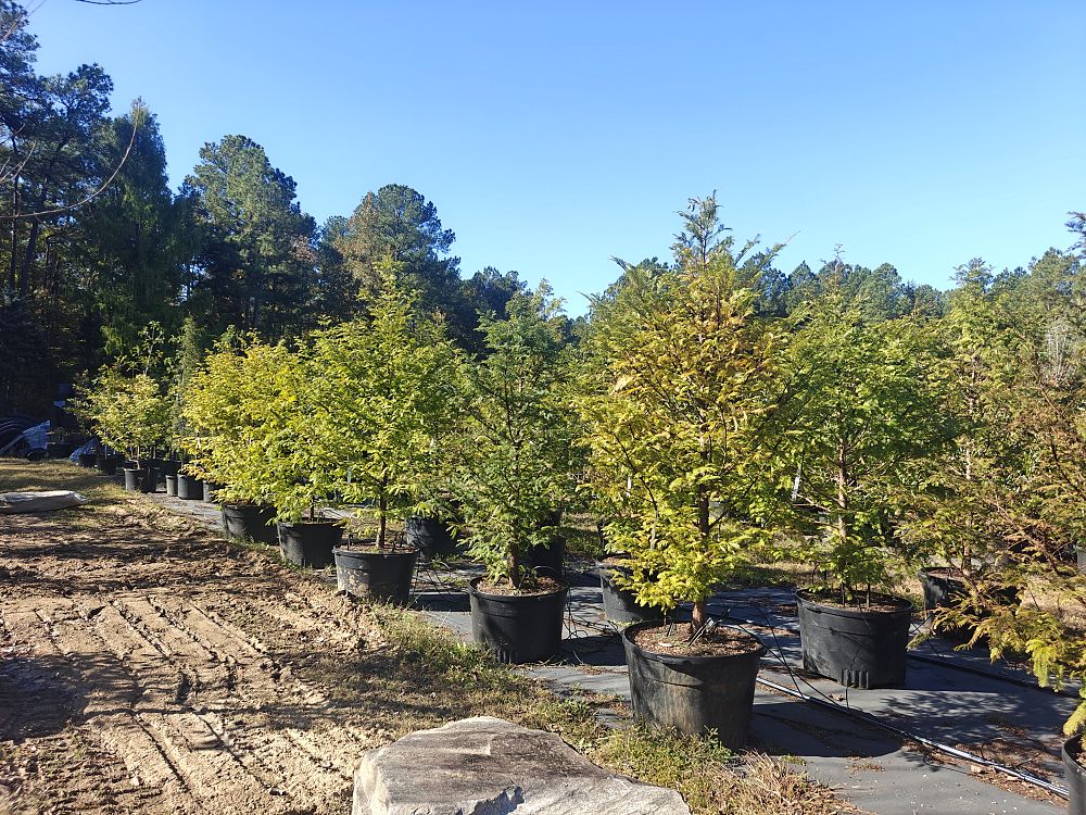 metasequoia-glyptostroboides-dawn-redwood