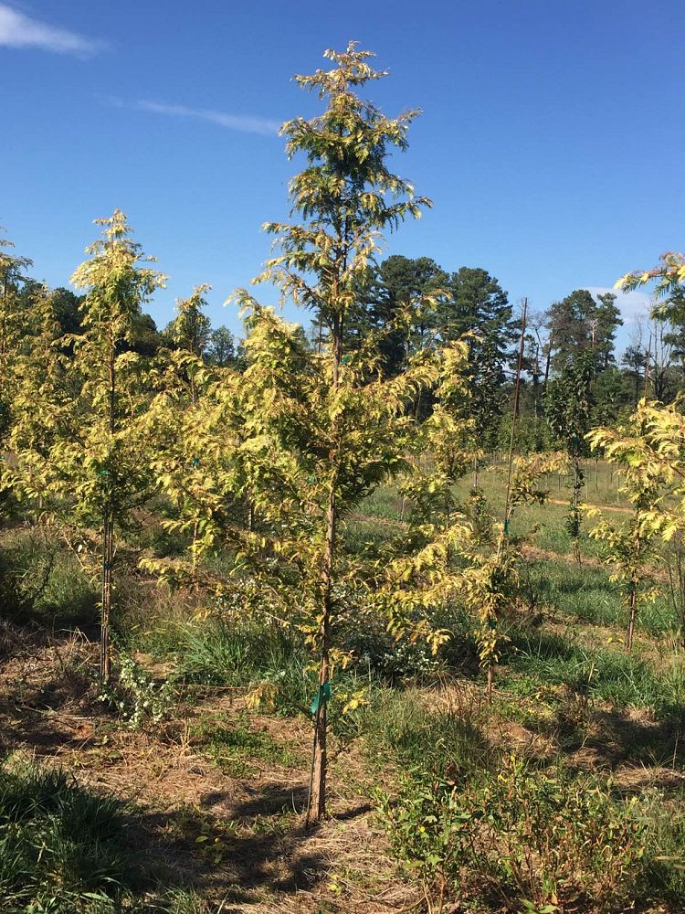 metasequoia-glyptostroboides-gold-rush-dawn-redwood