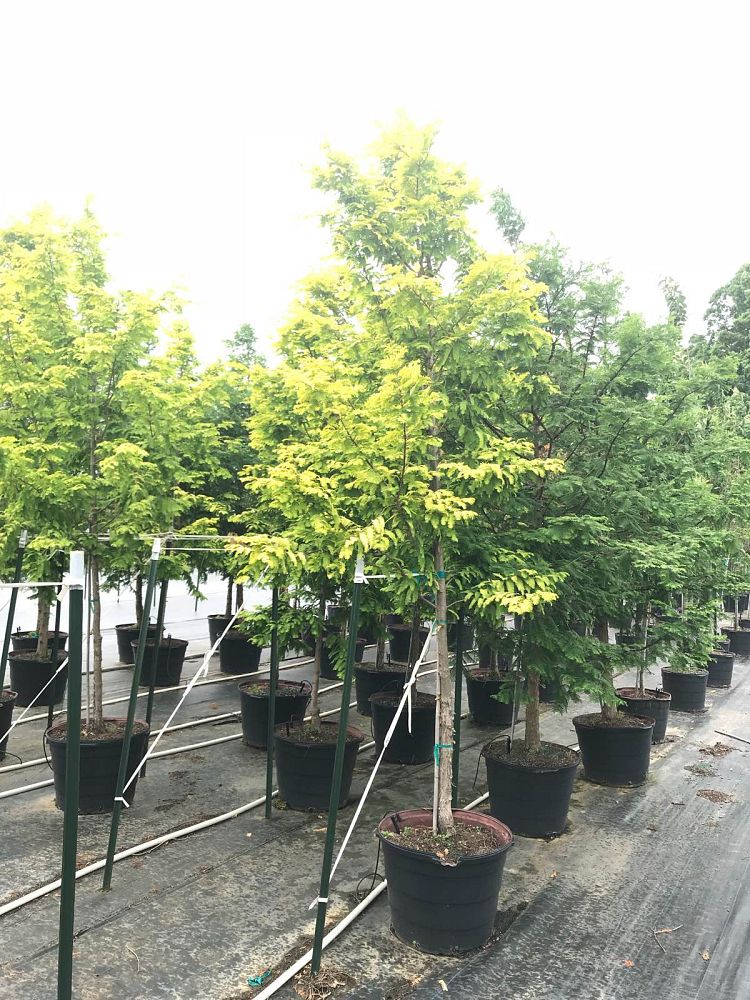 metasequoia-glyptostroboides-gold-rush-dawn-redwood