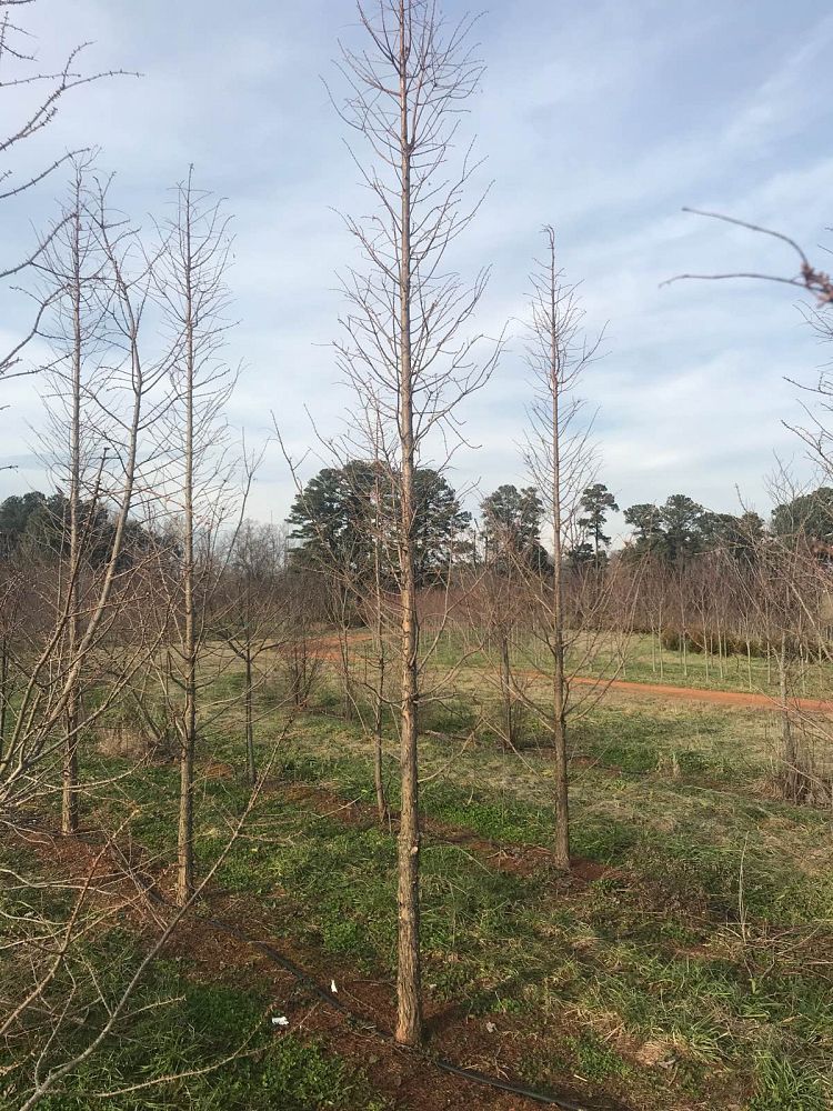 metasequoia-glyptostroboides-gold-rush-dawn-redwood
