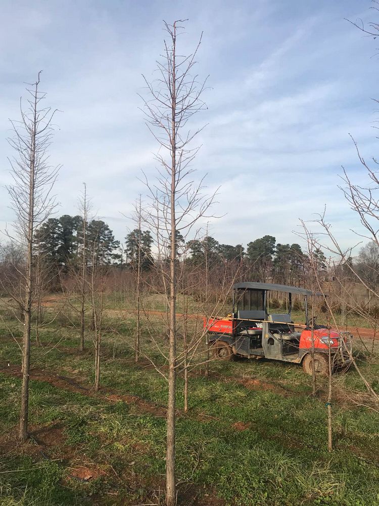 metasequoia-glyptostroboides-gold-rush-dawn-redwood
