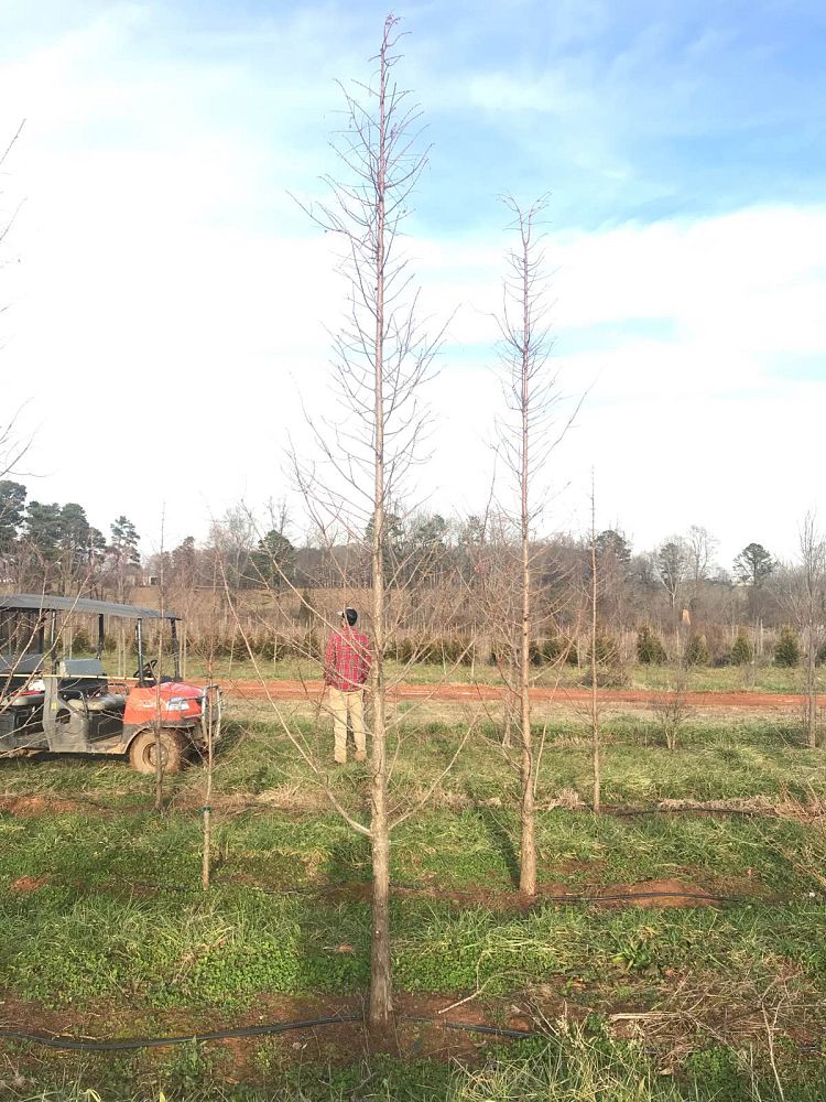 metasequoia-glyptostroboides-gold-rush-dawn-redwood
