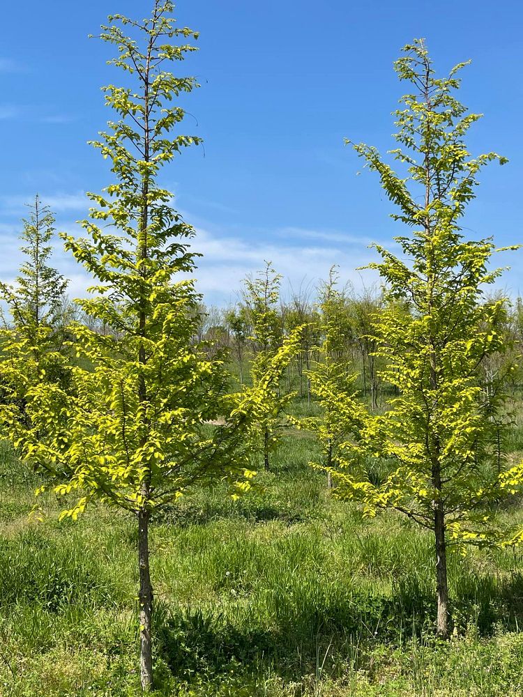 metasequoia-glyptostroboides-gold-rush-dawn-redwood