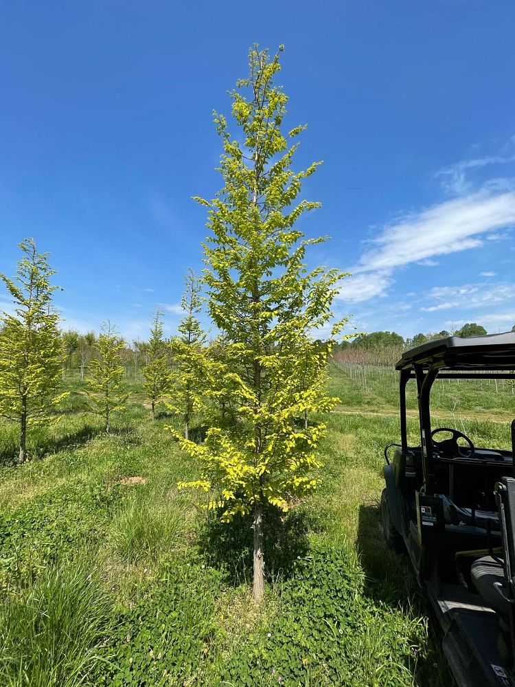 metasequoia-glyptostroboides-gold-rush-dawn-redwood