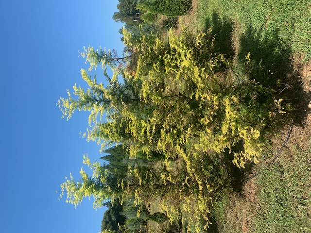 metasequoia-glyptostroboides-wah-08ag-amber-glow-trade-redwood
