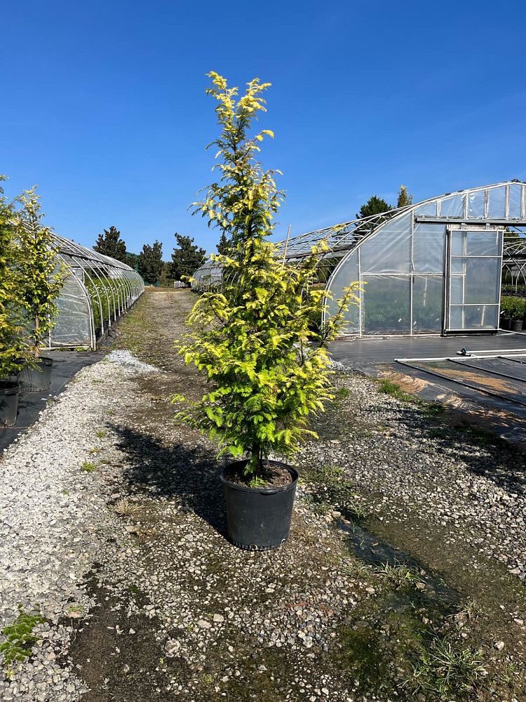 metasequoia-glyptostroboides-wah-08ag-amber-glow-trade-redwood