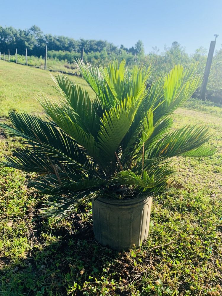 metroxylon-sagu-true-sago-palm-metroxylon-rumphii-rumbia