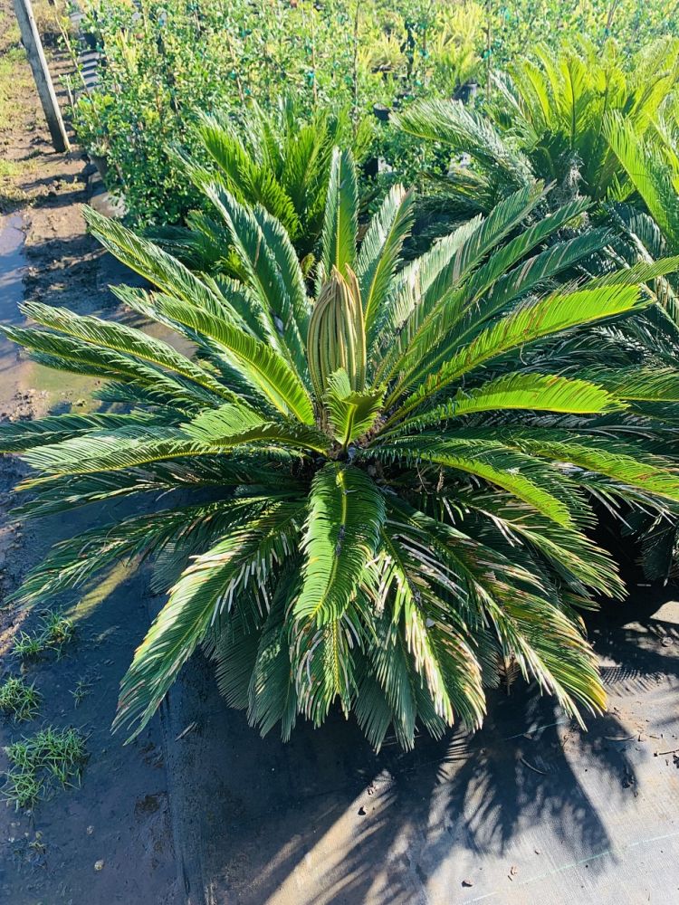 metroxylon-sagu-true-sago-palm-metroxylon-rumphii-rumbia