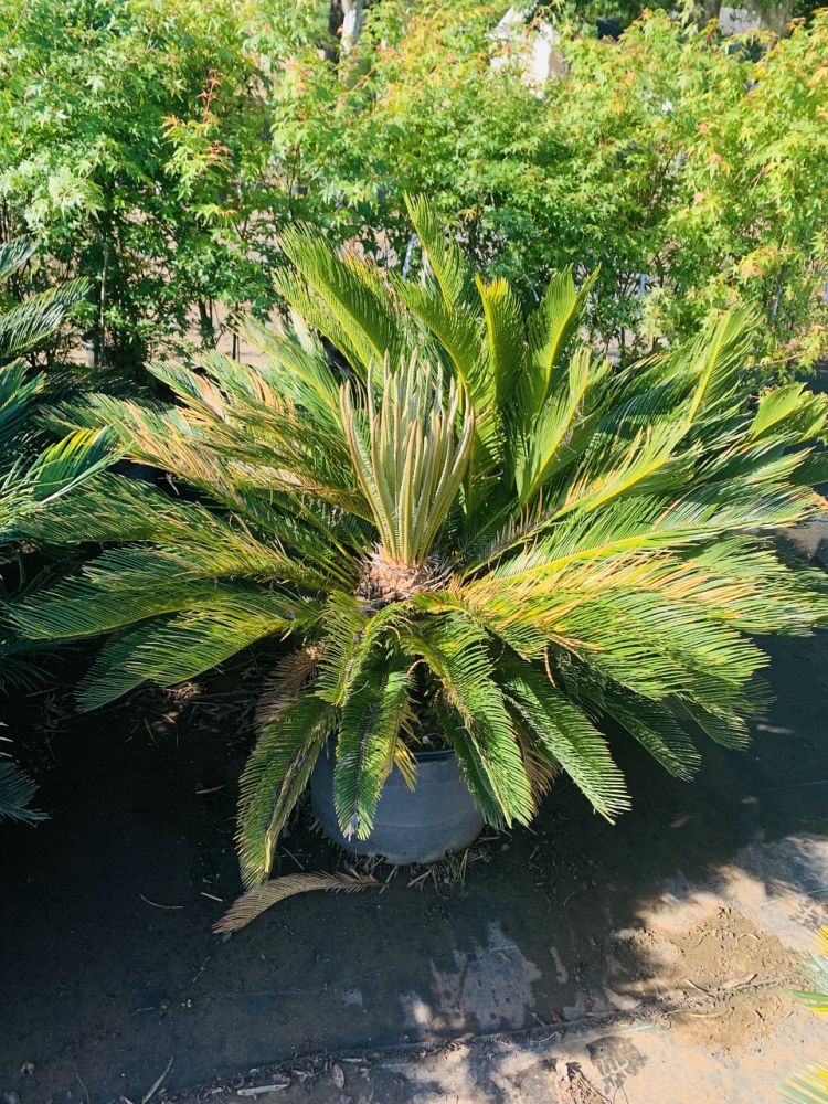 metroxylon-sagu-true-sago-palm-metroxylon-rumphii-rumbia