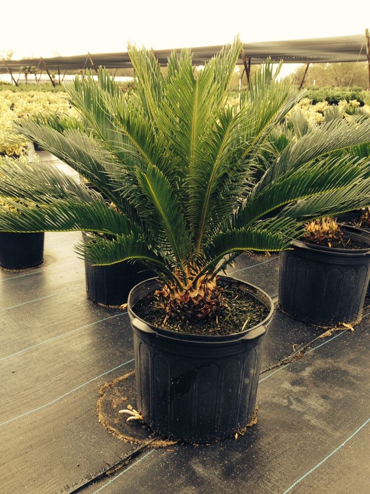 metroxylon-sagu-true-sago-palm-metroxylon-rumphii-rumbia