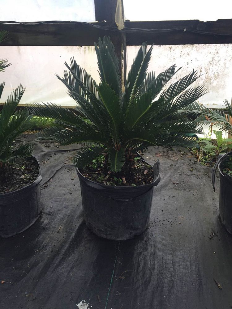 metroxylon-sagu-true-sago-palm-metroxylon-rumphii-rumbia