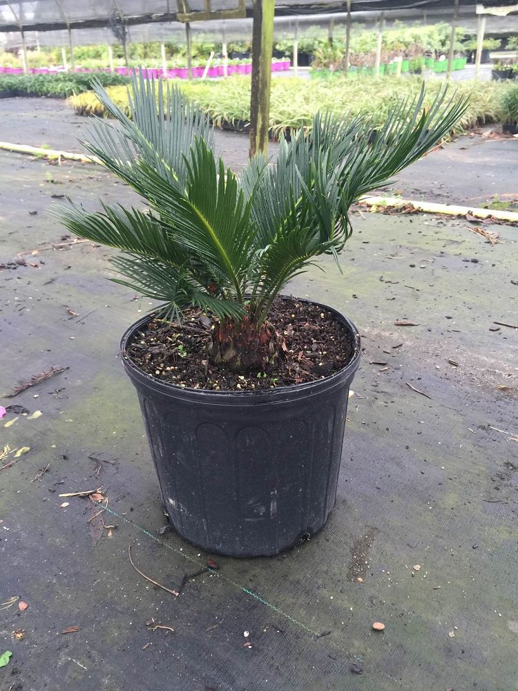 metroxylon-sagu-true-sago-palm-metroxylon-rumphii-rumbia