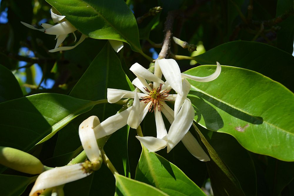 michelia-alba-champac