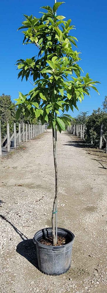 michelia-alba-champac