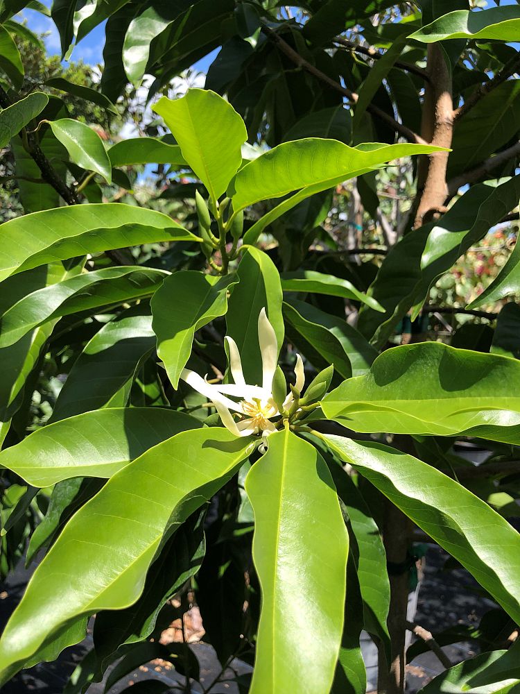 michelia-champaca-alba