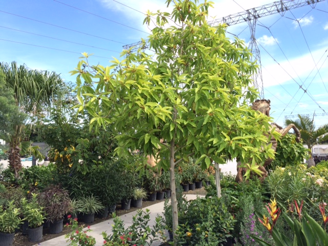 michelia-champaca-gold-orange-michelia