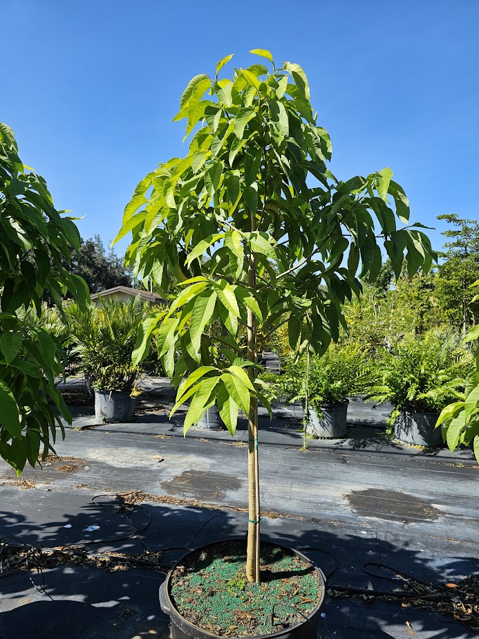 michelia-champaca-gold-orange-michelia