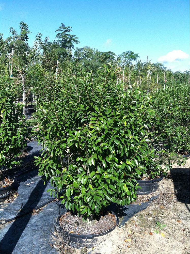 michelia-figo-banana-shrub-magnolia-fuscata-banana-magnolia