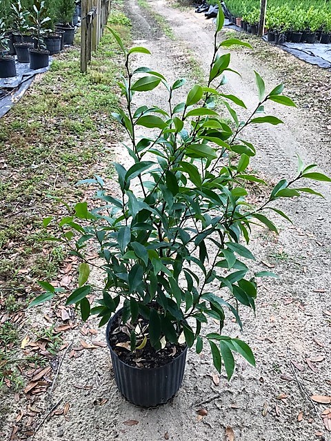 michelia-figo-banana-shrub-magnolia-fuscata-banana-magnolia