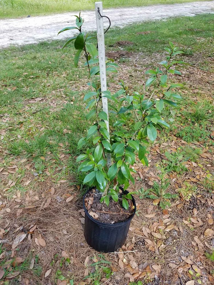 michelia-figo-banana-shrub-magnolia-fuscata-banana-magnolia