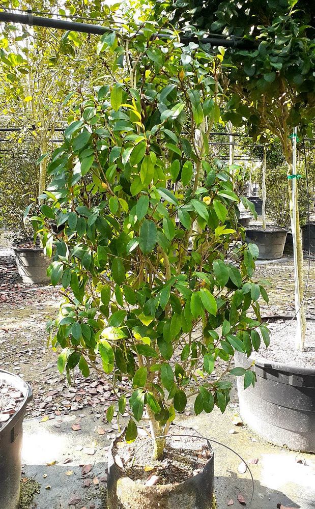 michelia-figo-banana-shrub-magnolia-fuscata-banana-magnolia