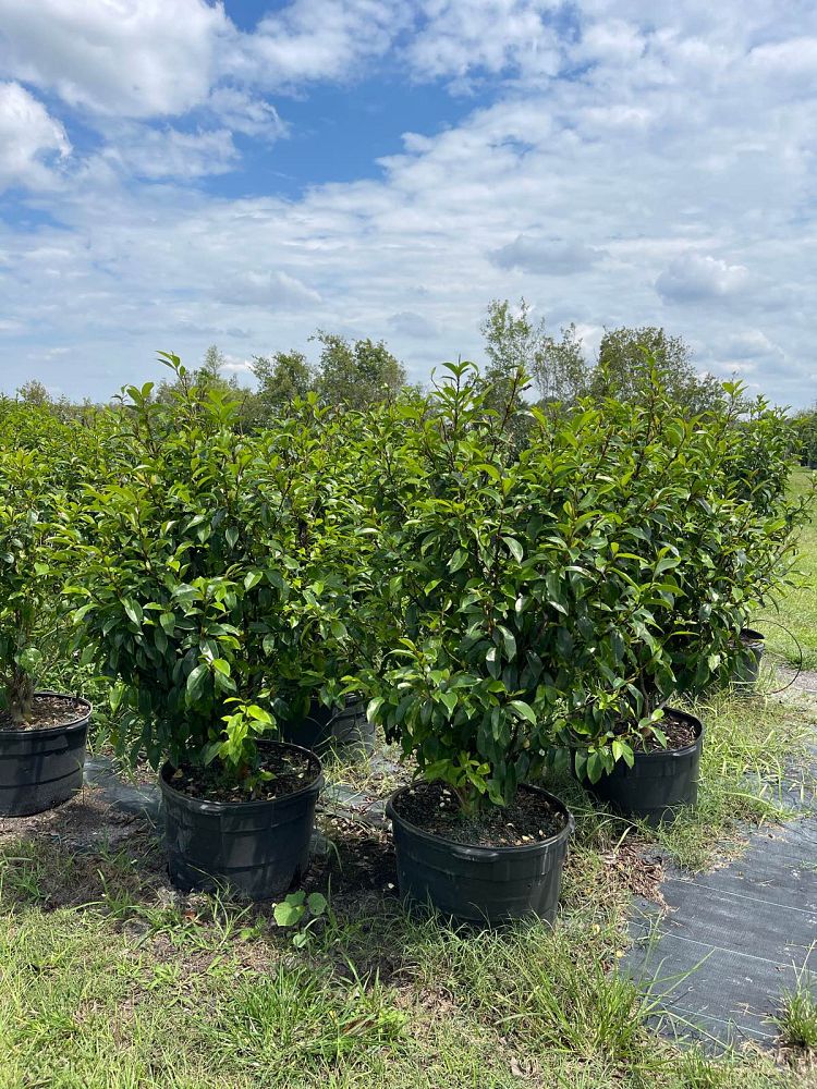 michelia-figo-banana-shrub-magnolia-fuscata-banana-magnolia