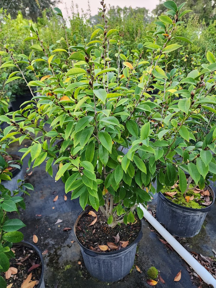 michelia-figo-banana-shrub-magnolia-fuscata-banana-magnolia