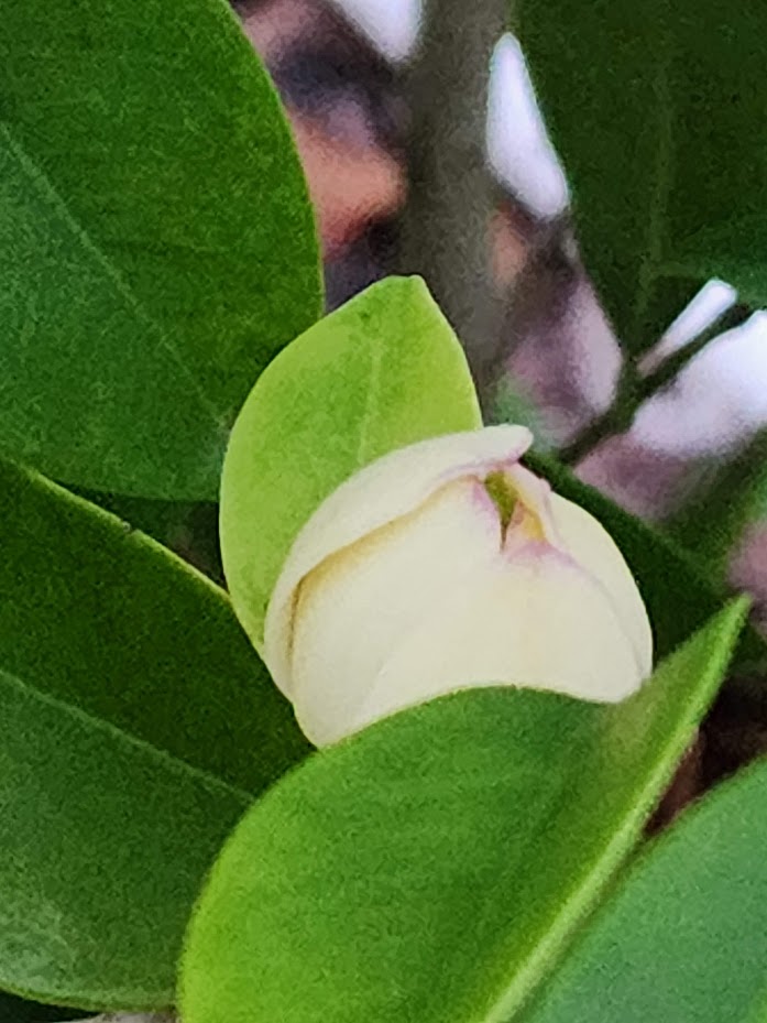 michelia-figo-banana-shrub-magnolia-fuscata-banana-magnolia