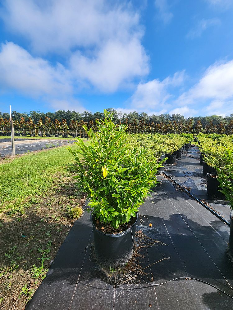 michelia-figo-banana-shrub-magnolia-fuscata-banana-magnolia
