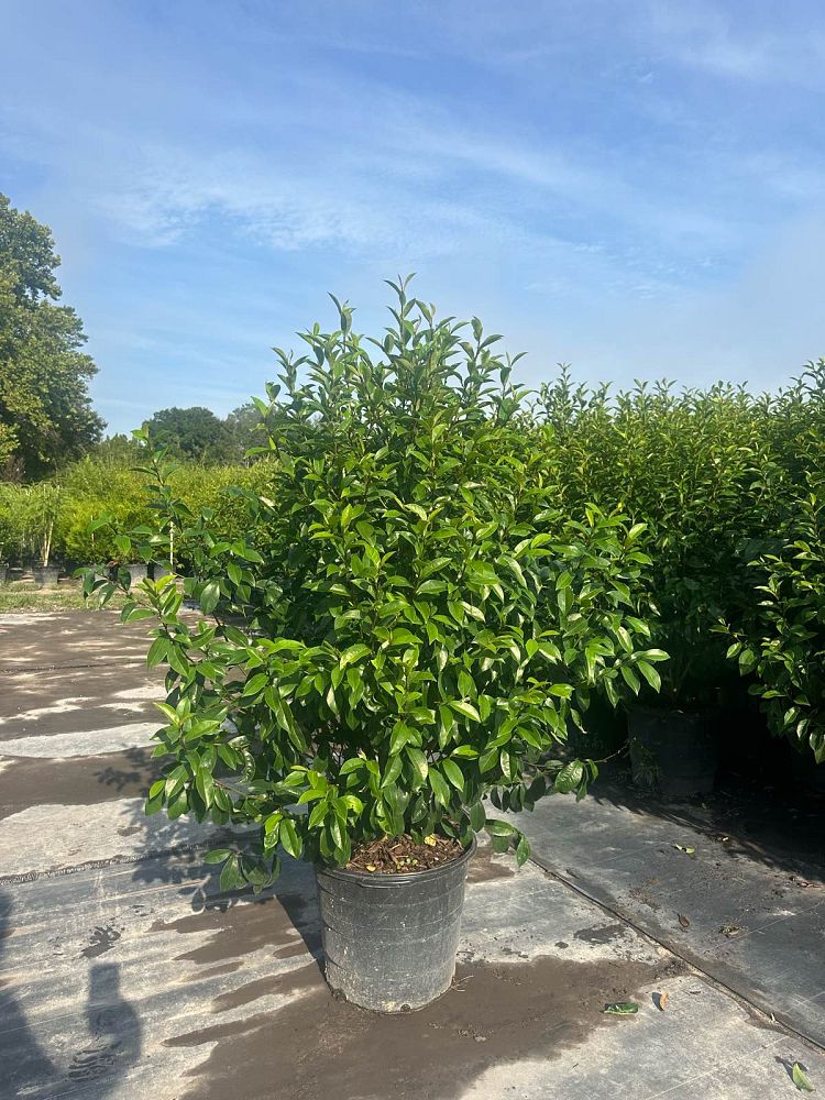 michelia-figo-banana-shrub-magnolia-fuscata-banana-magnolia