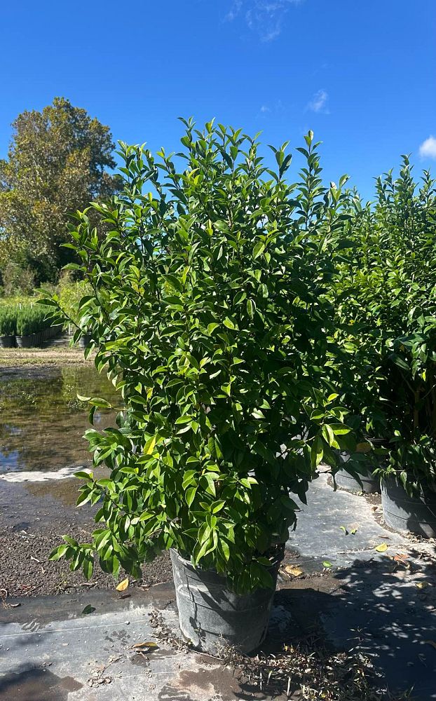 michelia-figo-banana-shrub-magnolia-fuscata-banana-magnolia