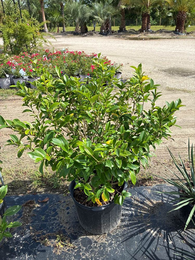 michelia-figo-banana-shrub-magnolia-fuscata-banana-magnolia