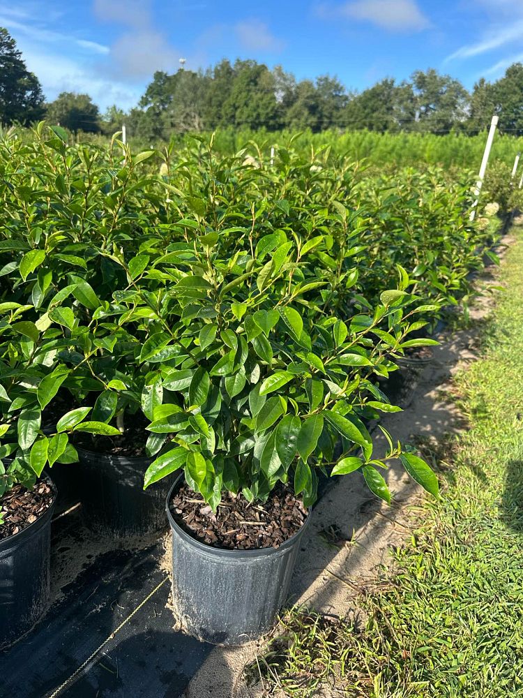 michelia-figo-banana-shrub-magnolia-fuscata-banana-magnolia