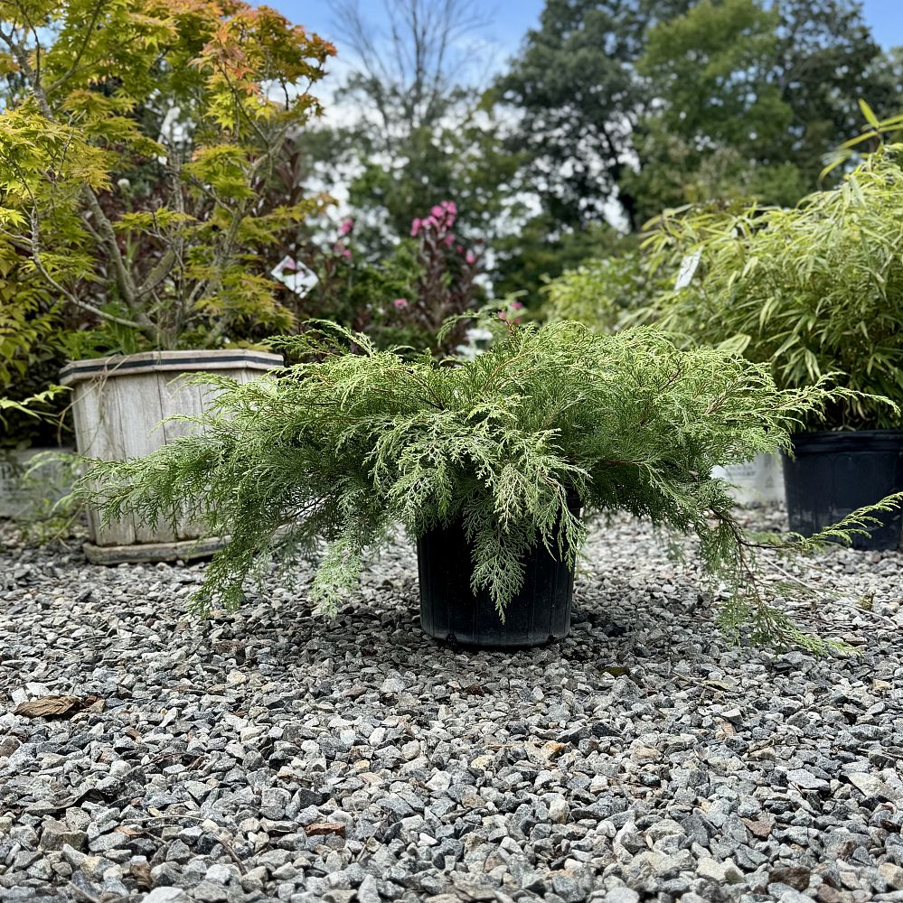 microbiota-decussata-russian-carpet-cypress-siberian-carpet-cypress