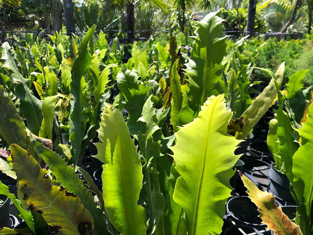 microsorum-crocodyllus-excalibur-crocodile-fern
