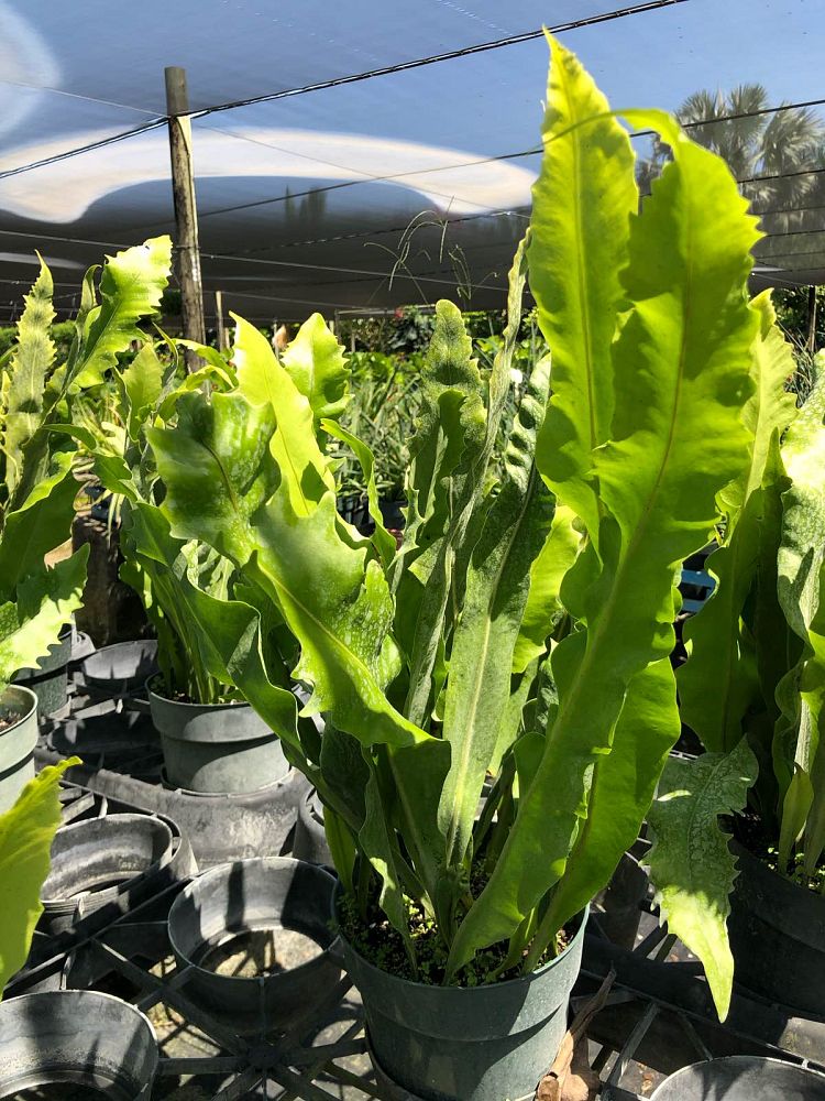 microsorum-crocodyllus-excalibur-crocodile-fern