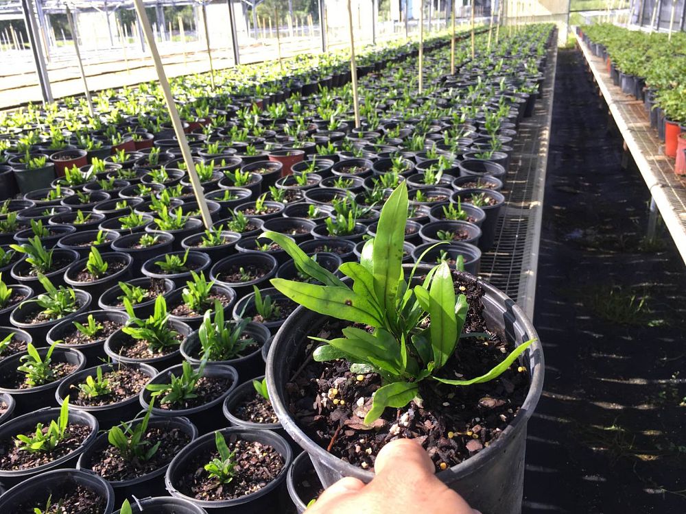 microsorum-diversifolium-kangaroo-paw-fern