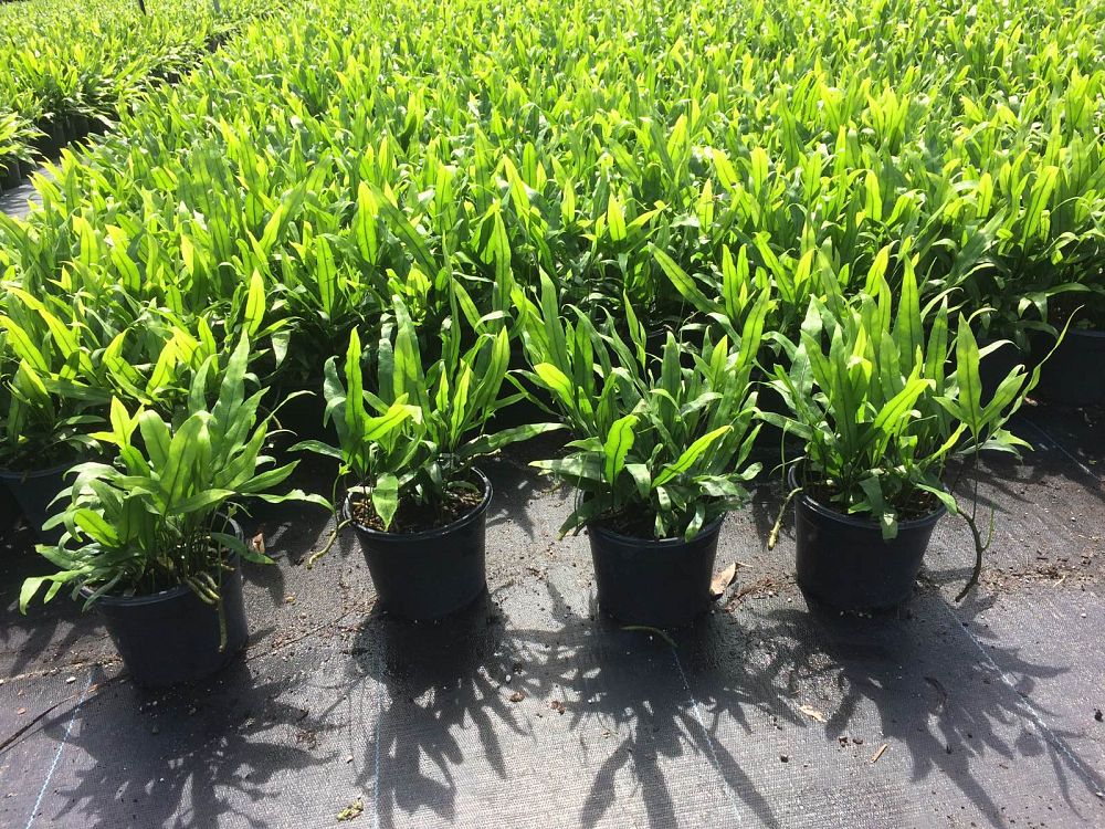 microsorum-diversifolium-kangaroo-paw-fern