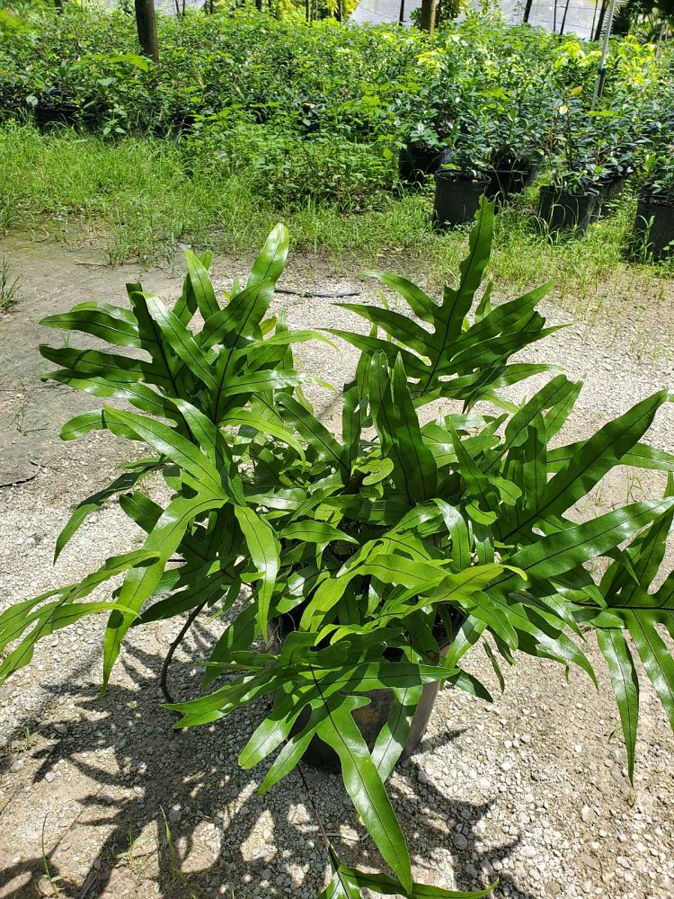 microsorum-diversifolium-kangaroo-paw-fern