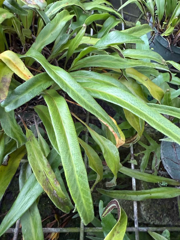 microsorum-fortunei