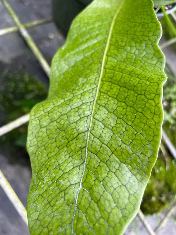microsorum-musifolium-crocodile-fern-crocodylus-fern